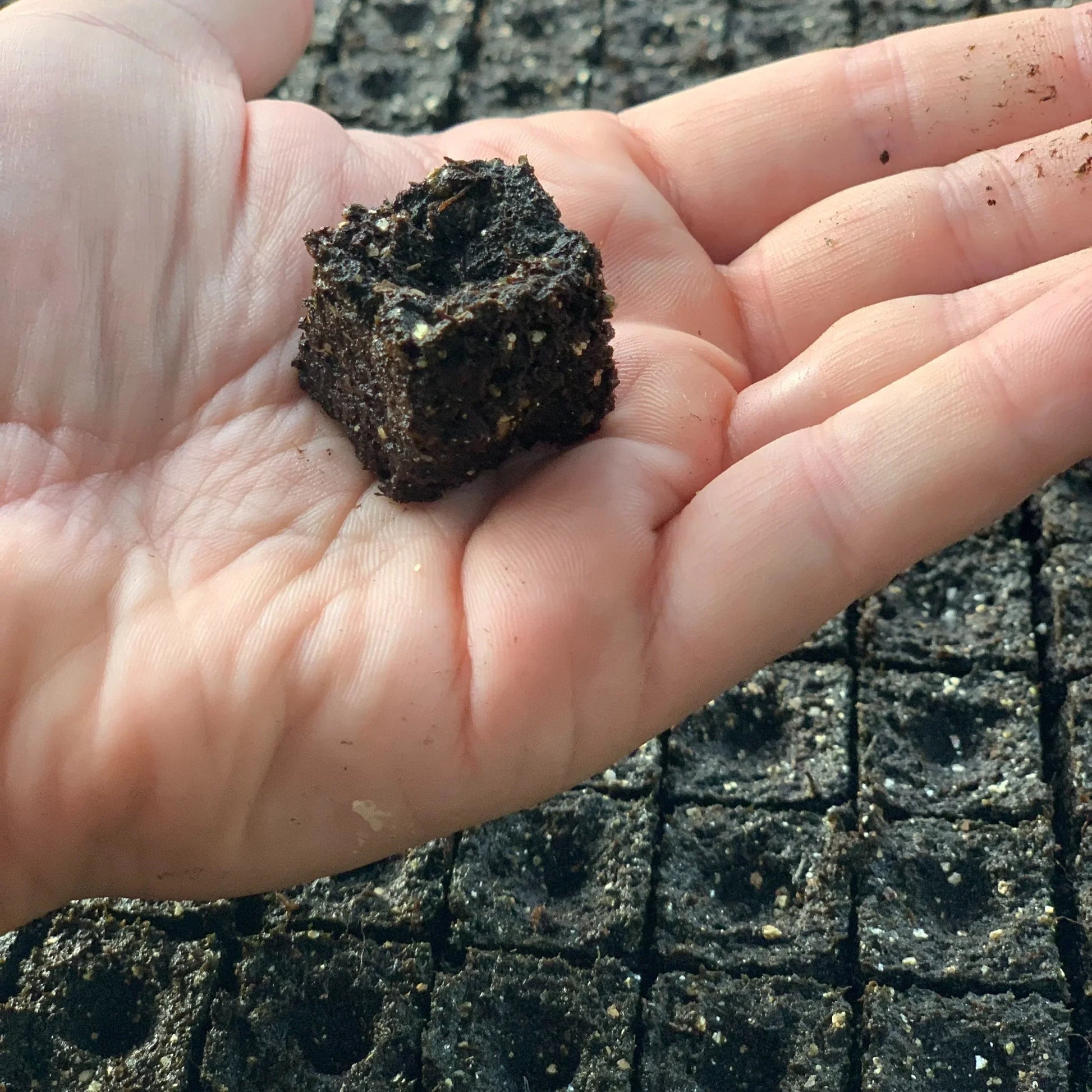 The 0.9-inch soil block the Nano 25 makes, held for scale