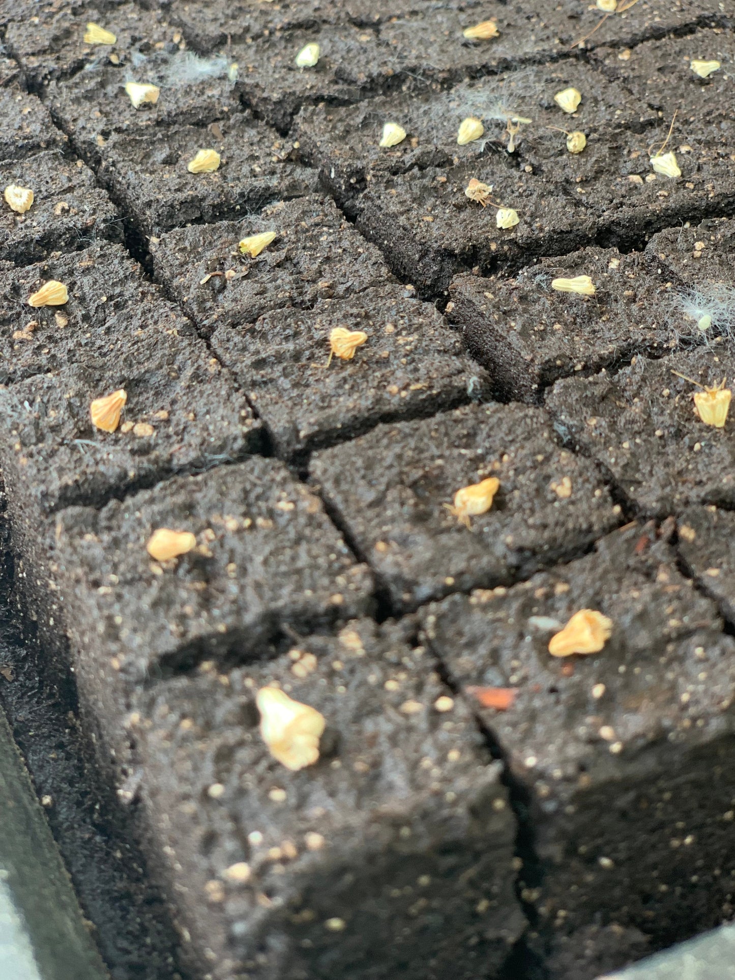 Finished 1.125-inch soil blocks made with the Nano 16