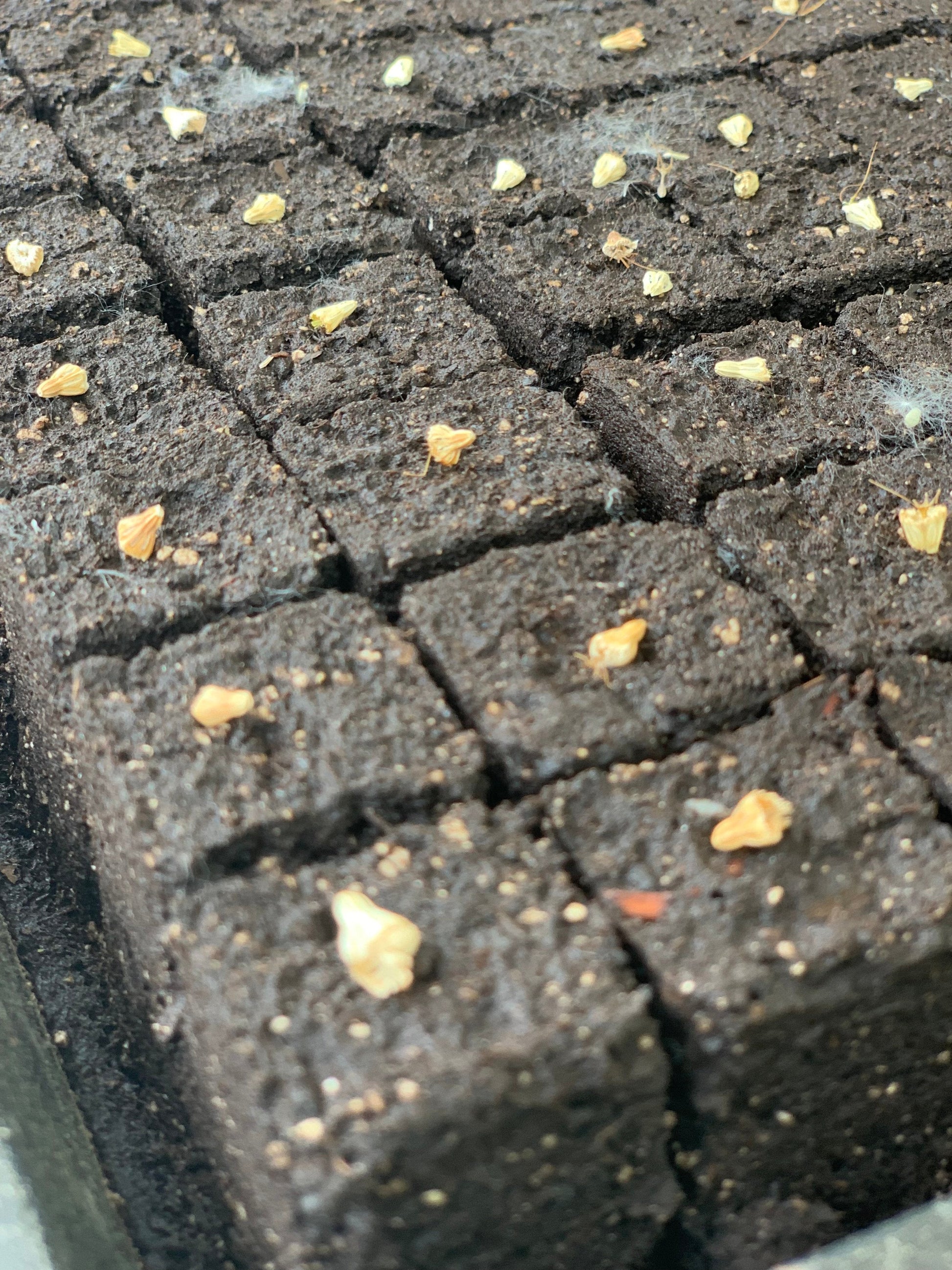 Finished 1.125-inch soil blocks made with the Nano 16