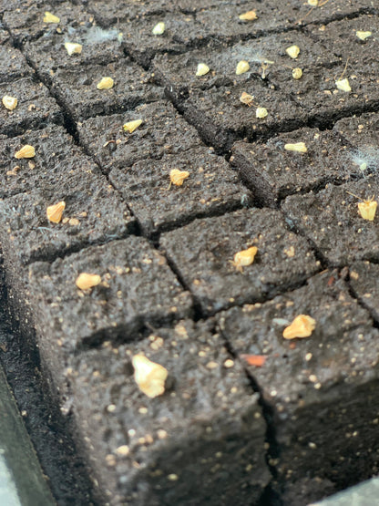 Finished 1.125-inch soil blocks made with the Nano 16