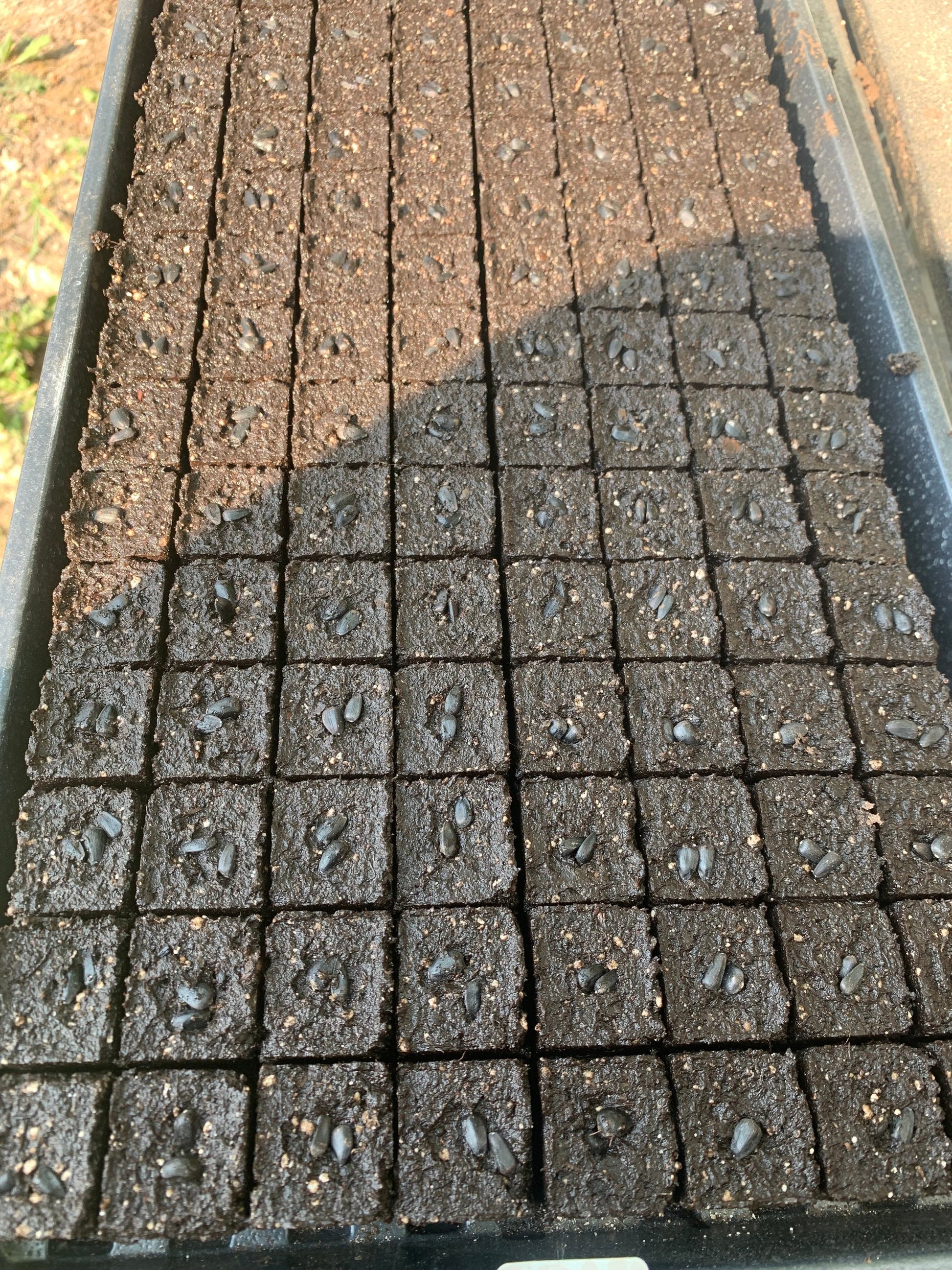 A tray of 1.125-inch soil blocks, dibbled and ready to sow