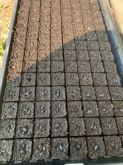 A tray of 1.125-inch soil blocks, dibbled and ready to sow