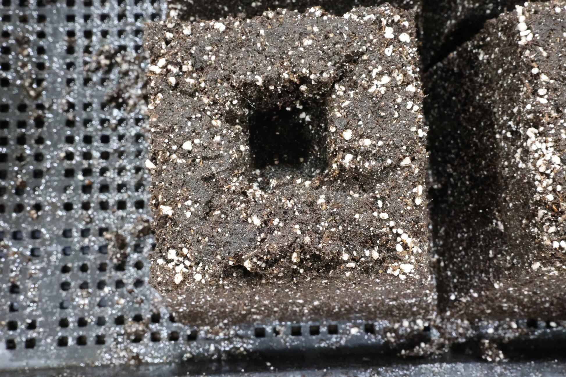 Dahlia Blocker Dibbles – Swift Blocker