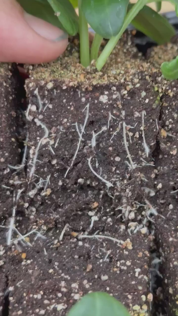 Air-pruned roots revealed when the soil block is lifted