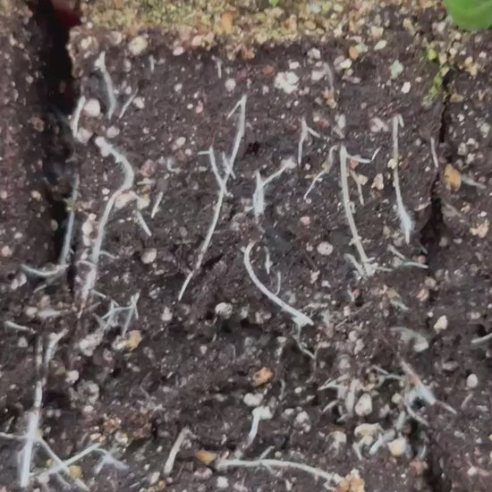 Air-pruned roots revealed when the soil block is lifted
