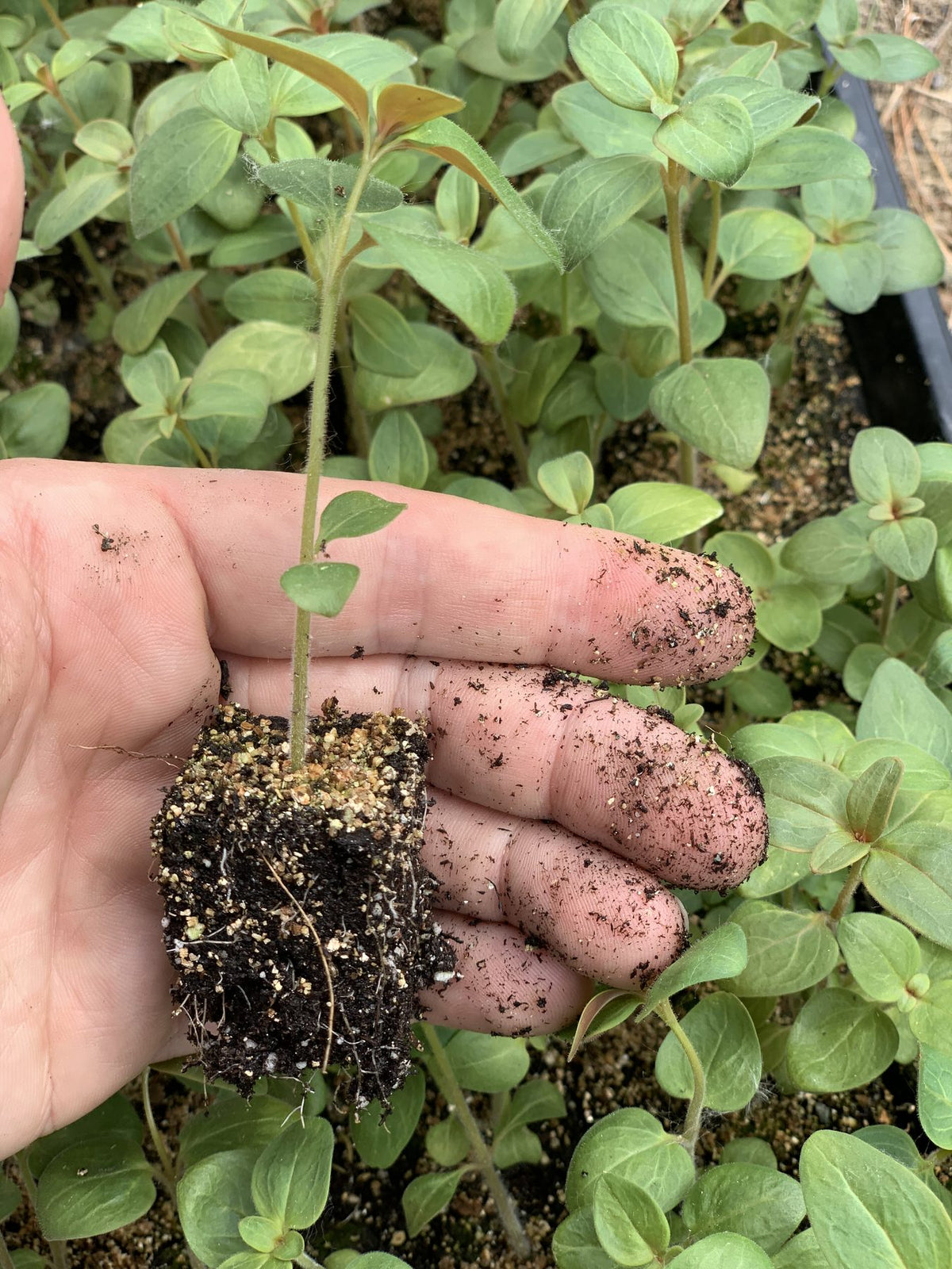 A soil-blocked seedling at transplant time — dense roots, air-pruned at the edges, no circling